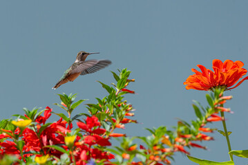 Hummingbird flying over vermillionaire and salvia flowers toward zinnias in garden