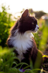 A black cat sits gracefully in the grass under the rays of the sun