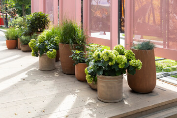 Hydrangeas bright green flowers pots wooden deck pink wall summer garden landscape design terrace...