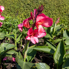 Indian shot (Canna indica), also known as canna or canna lily.