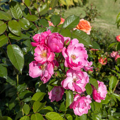 Rosa 'Lavender Dream' is a rose variety belonging to the shrub class.