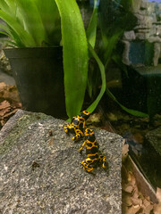 Yellow-Banded Poison Dart Frogs on Stone in Tropical Habitat