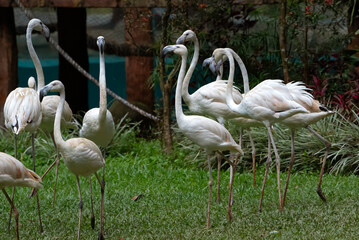 a group of flamingo birds were in the park
