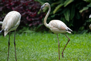 a group of flamingo birds were in the park