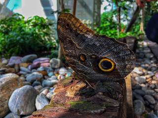 Owl Butterfly Close-Up with Eye Spot Pattern on Wooden Surface