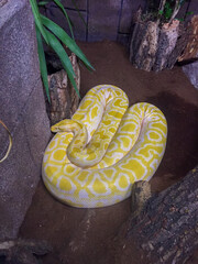 Albino Burmese Python Resting in Terrarium