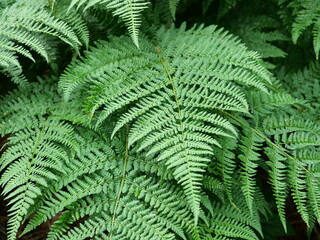 Ferns grow in forests. Their fronds and lush green color are charming. Copyspace