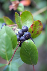 aronia melanocarpa