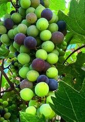bunch of grapes