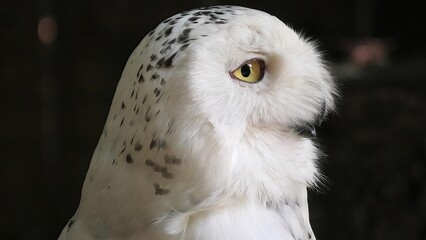 Obraz premium Close-up of nocturnal snowy owl or polar owl. Bubo scandiacus species from Arctic regions of North America and the Palearctic. Falconry birds of prey. Adult female.