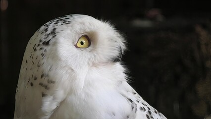 Fototapeta premium Close-up head of nocturnal snowy owl or polar owl. Bubo scandiacus species from Arctic regions of North America and the Palearctic. Falconry birds of prey. Adult female.