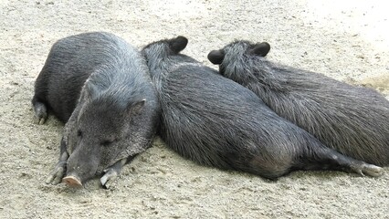 Wild boars Collared peccary sleeping, Dicotyles tajacu species of Europe and Eurasia.