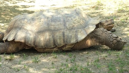 African spurred tortoise walking on the grass. Centrochelys sulcata species of Testudinidae family. Adults of ground turtle native to the Sahara desert in Africa. side view