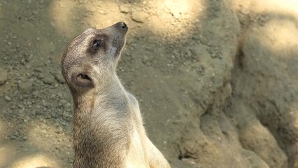 close up of a Meerkat or suricate in vigilance. Suricata suricatta species from mongoose family...
