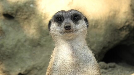 face close up of a Meerkat or suricate in vigilance. Suricata suricatta species from mongoose family Herpestidae. Living in Botswana Kalahari Desert, Namib Desert in Namibia, Angola and South Africa.