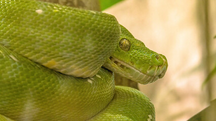Green tree python in a natural terrarium. Morelia viridis species from the Pythonidae family. Python snake from New Guinea, Indonesia, and Australia. It subdues its prey by constriction. Closeup view.