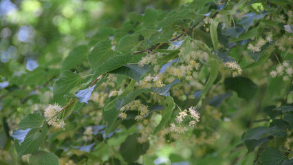 tree branches with flowering linden