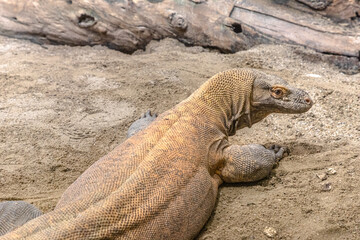 The largest venomous lizard in the world: Komodo dragon from Indonesian islands and Australia....