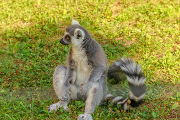 Naklejka premium Lemur of Madagascar ring-tailed, sitting on the grass. Lemur catta species from Madagascar.