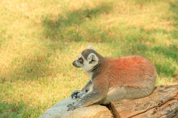 Naklejka premium close up of a ring-tailed lemur of Madagascar. Lemur catta species endemic to the island of Madagascar in Africa.
