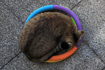 Eine kleine dicke Katze schläft in einem Ring