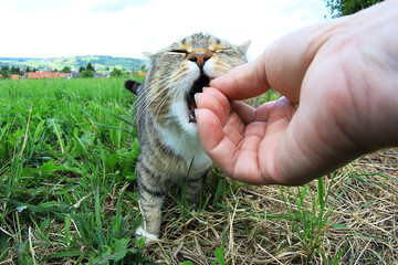 Lustige Weitwinkelaufnahme von einer Katze die mit Leckerlis gefüttert wird