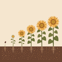 Sunflower growth stages from seed to mature plant