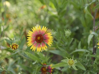 Vibrant Gaillardia Flowers in Garden