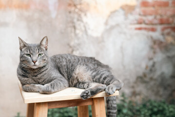 Portrait of cat sitting on wood bench