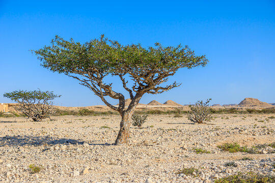 Wadi Dawkah Natural Park in Oman is renowned for its significance as the home of the Frankincense Tree groves, a UNESCO World Heritage Site.