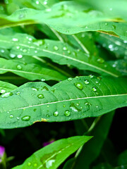 Close-up of fresh raindrops delicately resting on vibrant green leaves, revealing the intricate textures of nature after rainfall in a tropical forest, bathed in soft, natural light.