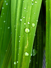 Close-up of fresh raindrops delicately resting on vibrant green leaves, revealing the intricate textures of nature after rainfall in a tropical forest, bathed in soft, natural light.