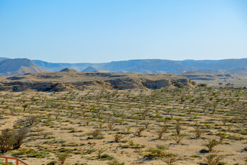 top view of Wadi Dawkah Park in Oman and Frankincense Trees, UNESCO Site. significance of this natural park where ancient groves of Frankincense Trees flourish