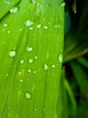 Close-up of fresh raindrops delicately resting on vibrant green leaves, revealing the intricate textures of nature after rainfall in a tropical forest, bathed in soft, natural light.