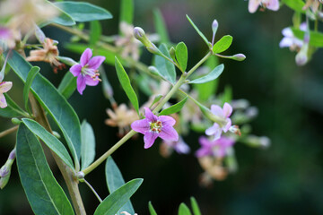 Flowering Lycium barbarum