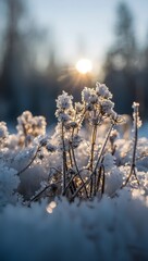 Frozen Wildflowers at Sunrise - Winter Landscape Photography