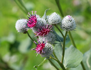 In the wildlife grows burdock (Arctium)