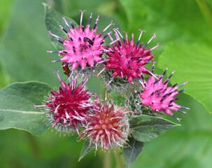 In the wildlife grows burdock (Arctium)