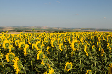 A field of yellow flowers