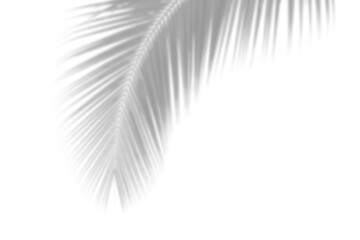 Fototapeta premium Curved Palm Shadow, Elegant tropical shadow curve from bottom corner — aesthetic frond PNG overlay for natural and summer creative design