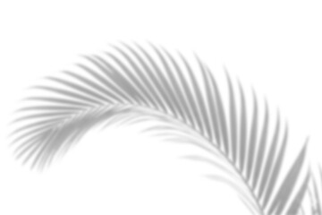 Palm Blade Shadow,
Sharp detailed palm leaf silhouette diagonally dropped from top — clean organic overlay shadow for tropical design use