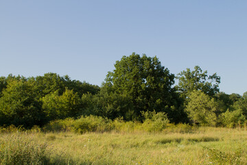 Obraz premium A grassy field with trees