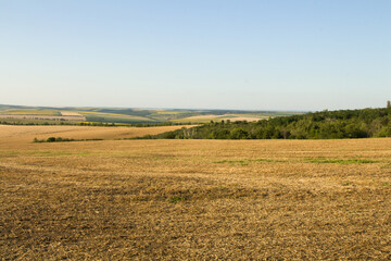 A field with grass and trees