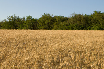 A field of brown grass