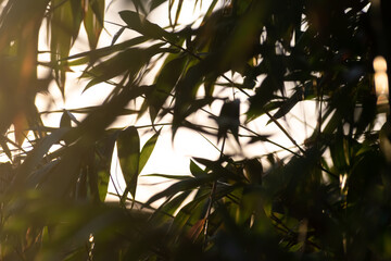 Nature Details in Bacalar Golden Hour