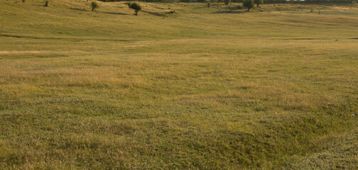 A grassy field with trees in the background