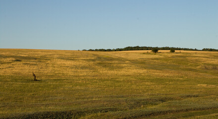 A field of grass