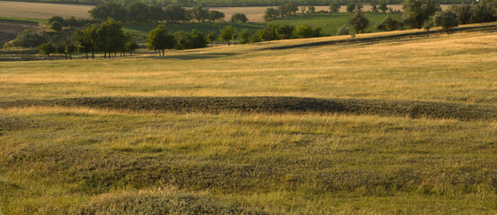 A field of grass