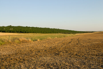 A field with dirt and grass