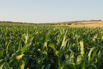 A field of green plants